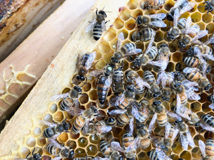 Queen honey bee on a brood frame with honey bee workers. Why letting the bees make their own queen is best.